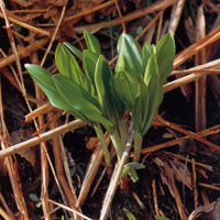 ギョウジャニンニク