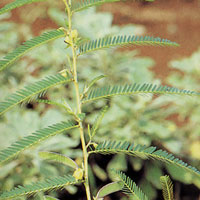 カワラケツメイ