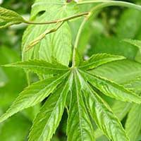 テンヨウケンコウシ