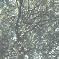 ウラジロガシ【裏白樫】